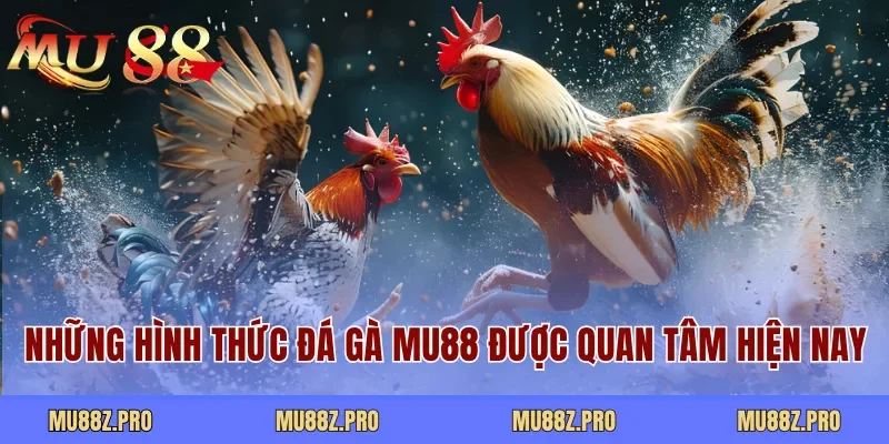 Những hình thức đá gà MU88 được quan tâm hiện nay