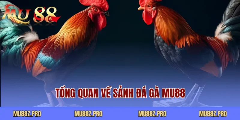 Tổng quan về sảnh đá gà MU88